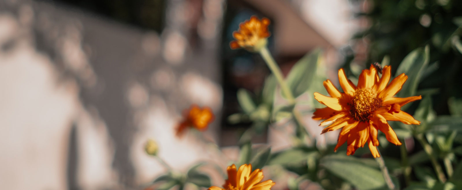 orange flowers